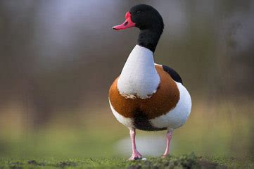 Shelduck breeding