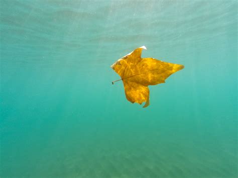 Free Images : water, leaf, underwater, sea turtle, invertebrate, marine ...