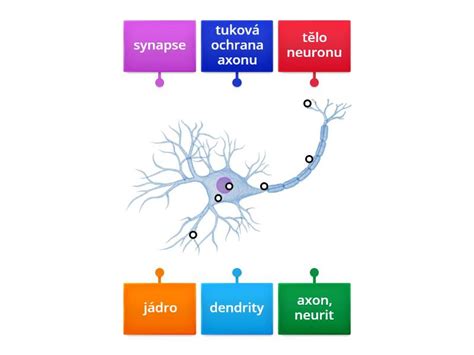 Neuron Popis Labelled Diagram