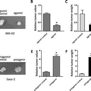 Mir A Inhibited Os Tumor Growth In Nude Mice A Mir A Agomir