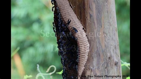 Warrior Wasp Nest Construction Progression Day By Day Start To Finish Youtube