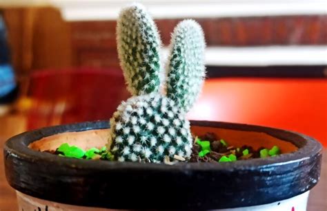 8 Surprising Benefits Of Cactus Plants In Home