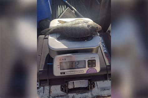 Wvdnr Announces State Record Catches For Black Crappie And Redear Sunfish