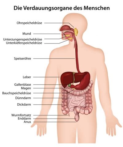 Verdauungsorgane Aufbau Funktion Krankheiten Medlexi De