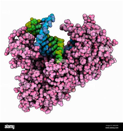 DNA (deoxyribonucleic acid) polymerase I DNA complex. Computer model showing the structure of ...