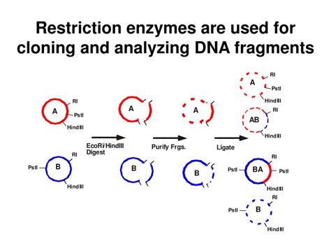 Ppt Restriction Enzymes Endonucleases Powerpoint Presentation Free Download Id 5203494