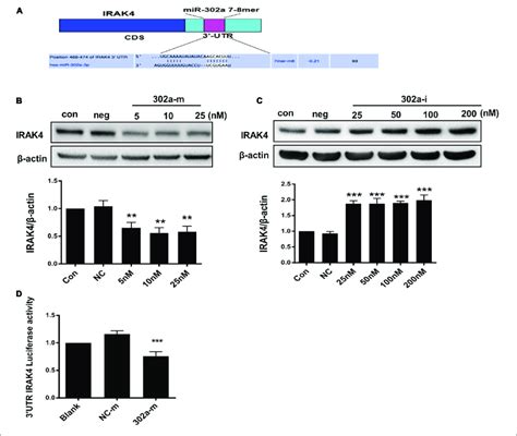 Mir A Regulates The Ikk I B Nf B Pathway By Targeting