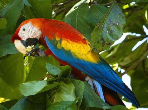 Guacamaya Roja Loros Y Pericos De Oaxaca · Inaturalist