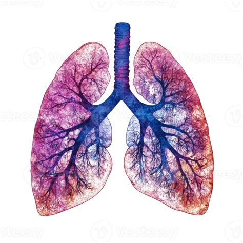 Vivid Detailed Illustration Of Human Lungs Transparent 50052172 Png