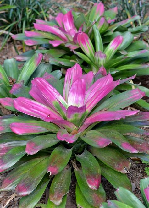 Bromeliad Care How To Successfully Grow Bromeliads Indoors Artofit