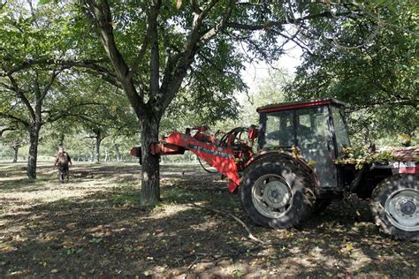 DROME Les Producteurs De Noix Sont Sereins