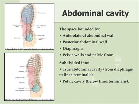 Abdominal Cavity Anatomy