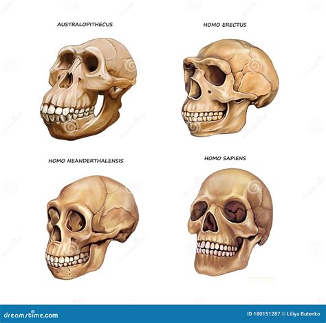 Evolu O Do Cr Nio Humano Braincp