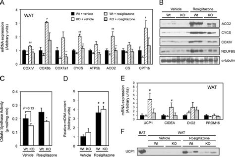 Rosiglitazone Induced Expression Of Mitochondrial Genes And