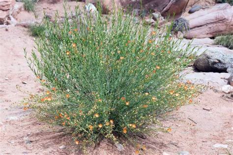 Sphaeralcea Ambigua Desert Mallow