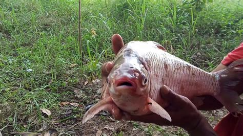 Menjala Ikan Tawes Lampam Di Sungai Kecil Dapat Ikan Tawes Besar