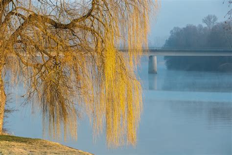 Weeping Willow Pasture Tree Free Photo On Pixabay Pixabay