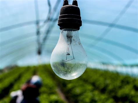 How To Pick The Right Grow Lights For Your Greenhouse