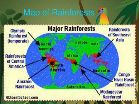 Tropical Rainforest Forest Map