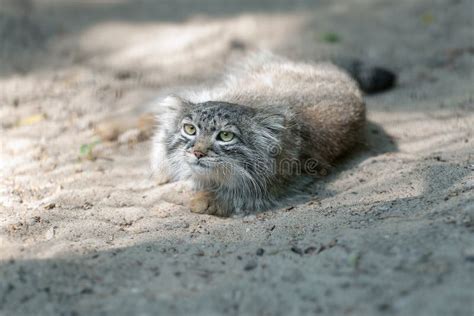 Pallas Cat Otocolobus Manul Manul Is Living In The Grasslands And