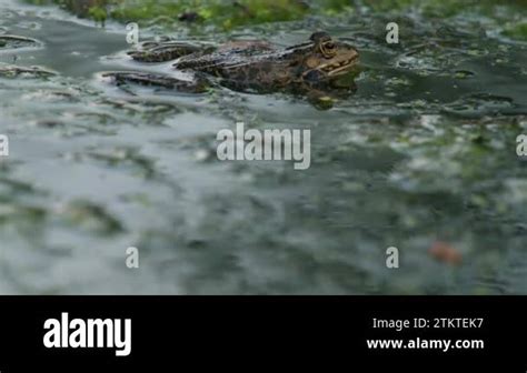 Frog Crying European Frog In Water Pelophylax Lessonae Calling With