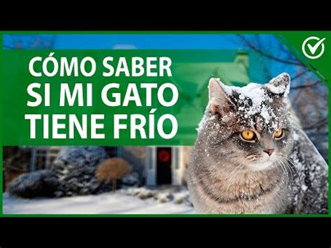 Consejos Para Saber Si Tu Gato Tiene Fr O Aprende C Mo Detectar Los