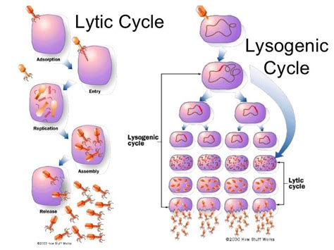 Lytic Cycle Vs Lysogenic Venn Diagram Lytic And Lysogenic Cy