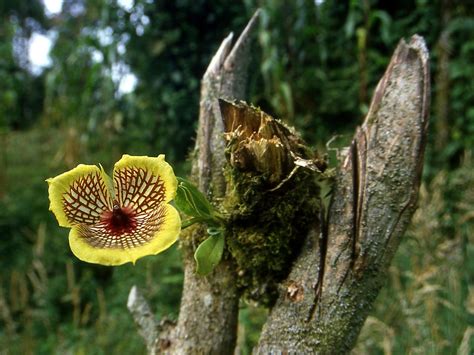 Orchid Telipogon Hausmannianus Unusual Flowers Orchids Orchid Flower