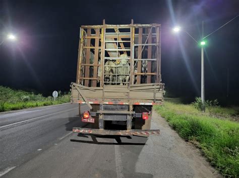 Prf Flagra Caminh O Fazendo Transporte Irregular De Gado Em Itaberaba