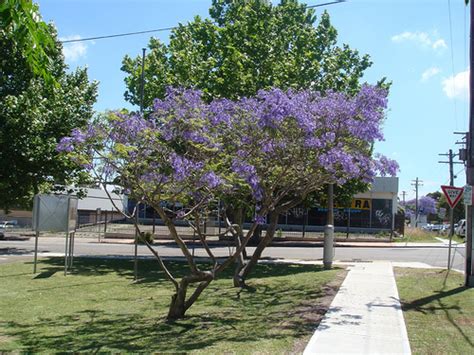 Jacaranda Roots Under Artificial Turf | Pat Welsh Organic and Southern ...