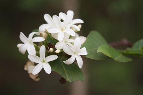 Holarrhena floribunda - Alchetron, The Free Social Encyclopedia