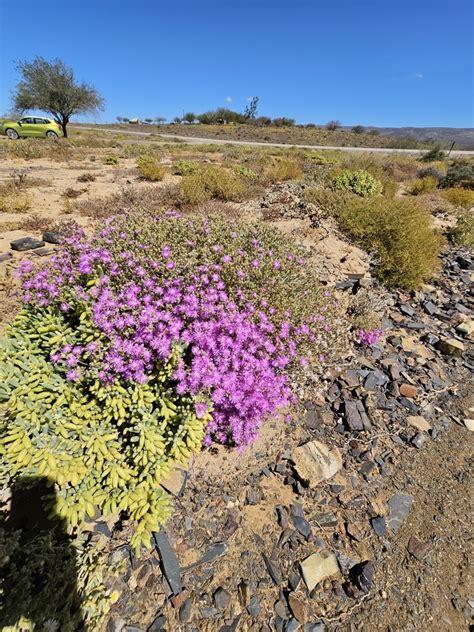 Drosanthemum Lignosum From Breede River Dc South Africa On September