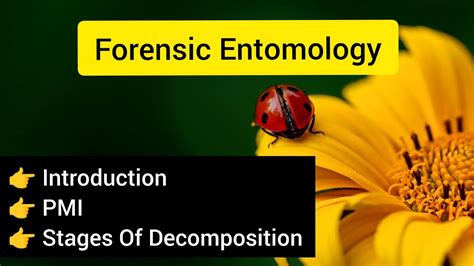 Forensic Entomology Introduction Stages Of Decomposition Post Mortem Interval Youtube