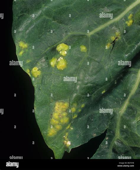 White Blister Rust Albugo Candida Blisters On A Cabbage Leaf Top