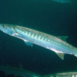 Great barracuda - Facts, Diet, Habitat & Pictures on Animalia.bio