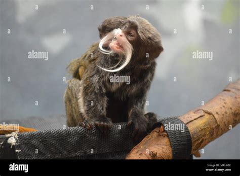 Emperor tamarin baby Stock Photo - Alamy