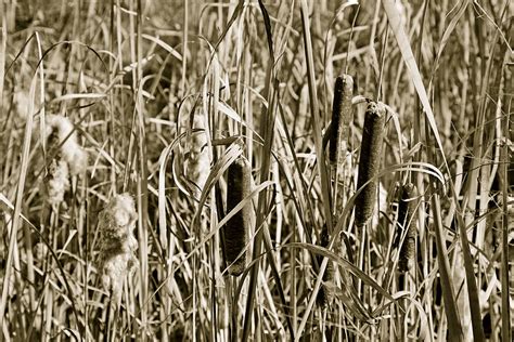 Autumn Cattails Photograph By Robert Meyers Lussier Fine Art America