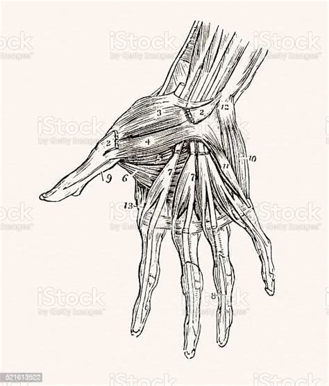 Muscles Of The Hand 19 Century Medical Illustration Stock Illustration Download Image Now Istock