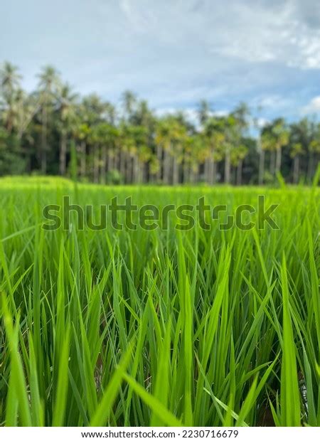 New Paddy Field Kerala Stock Photo 2230716679 | Shutterstock