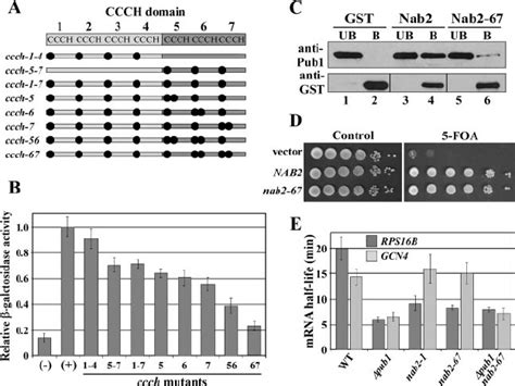 Amino Acid Substitutions Within The Nab2 Zinc Finger Domain Abolish The