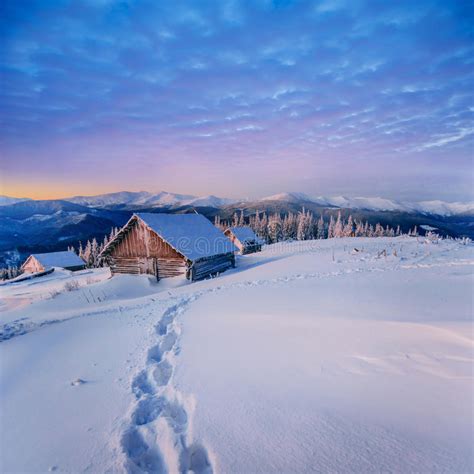 Paisagem Das Montanhas Carpathian As Flores No Primeiro Plano