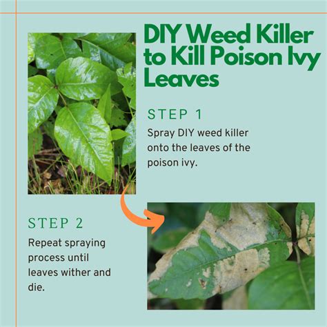 How To Kill Poison Ivy A Complete List Of Methods And Tips Dengarden