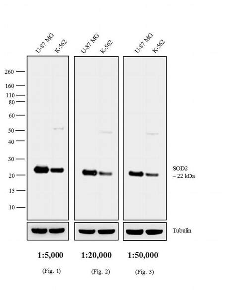 Goat Anti Mouse Igg Igm H L Cross Adsorbed Secondary Antibody Ap