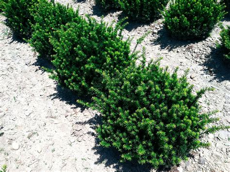 Taxus Yew Shrub Complete Guide To Yew Bushes Updated 2018