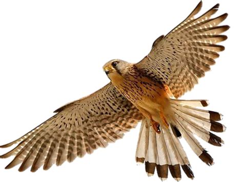 Falcon Png Transparent Falconpng Images Pluspng