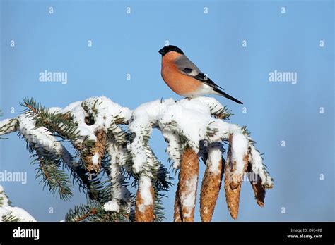 A Bullfinch On A Branch Stock Photo Alamy