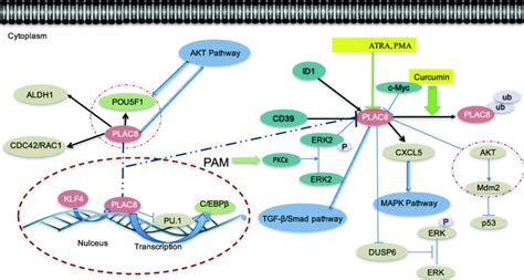 Signaling Pathways And Genes Controlling Plac Expression And Its