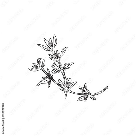 Hand Drawn Thyme Branch With Leaves Monochrome Sketch Style Vector