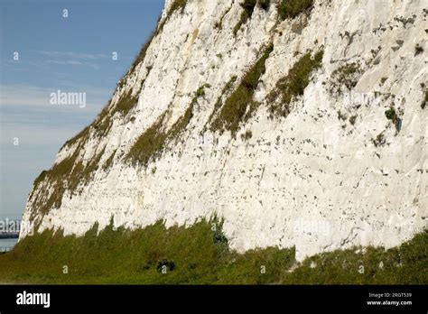 White Cliffs Dover Kent Stock Photo Alamy