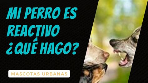 Por qué mi perro quiere atacar a otros perros LA REACTIVIDAD y cómo